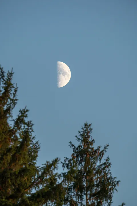 Moon Tree Phone Wallpaper · moon · 1440×2160