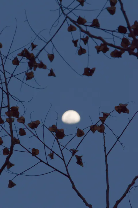 Moon Tree Phone Wallpaper · moon · 1440×2166