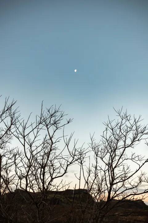 Moon Tree Phone Wallpaper · moon · 1440×2160