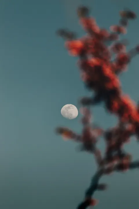 Moon Tree Phone Wallpaper · moon · 1440×2160