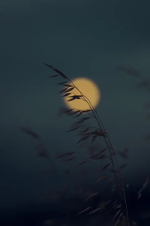 Moon Tree Phone Wallpaper · moon · 1440×2160
