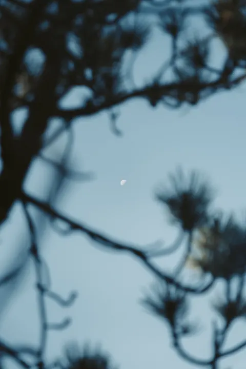 Moon Tree Phone Wallpaper · moon · 1440×2160