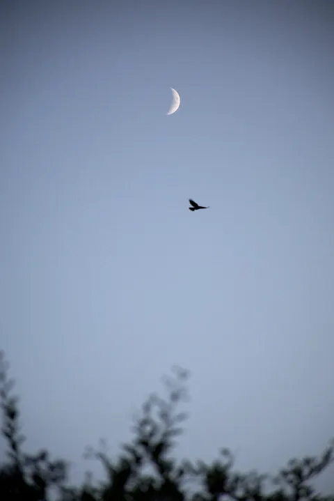 Moon Tree Phone Wallpaper · moon · 1440×2157