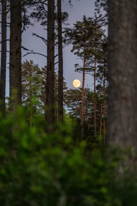 Moon Tree Phone Wallpaper · moon · 1440×2160