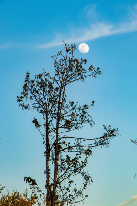 Moon Tree Phone Wallpaper · moon · 1440×2160