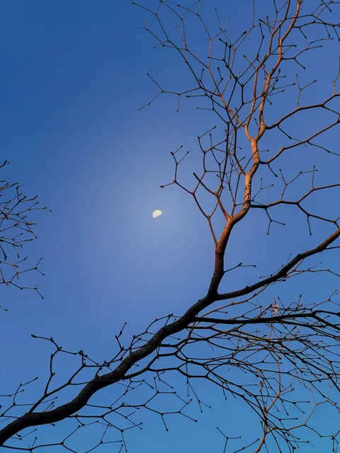 Moon Tree Phone Wallpaper · moon · 1440×1920