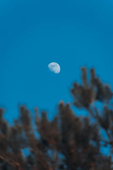 Moon Tree Phone Wallpaper · moon · 1440×2160