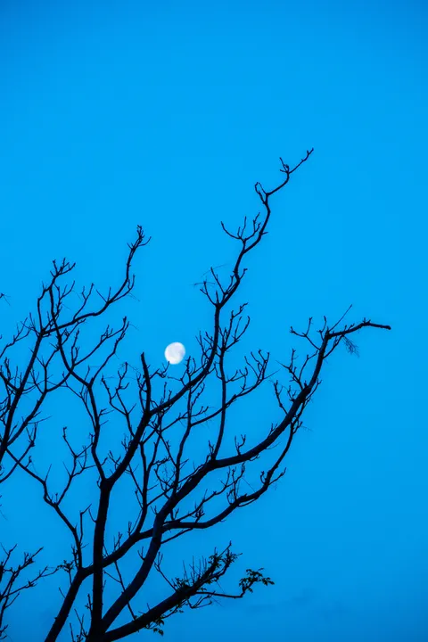 Moon Tree Phone Wallpaper · moon · 1440×2160