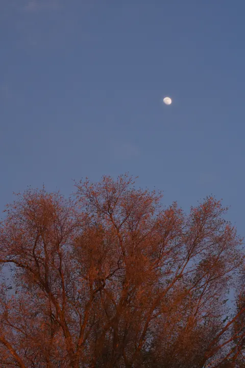 Moon Tree Phone Wallpaper · moon · 1440×2160
