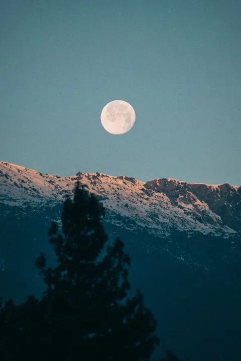 Moon Tree Phone Wallpaper · moon · 1440×2160