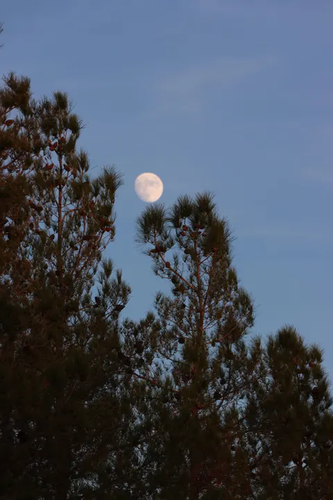 Moon Tree Phone Wallpaper · moon · 1440×2160