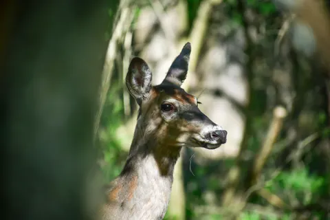 Deer 4K Wallpaper · animals · 3840×2560