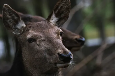 Deer 4K Wallpaper · animals · 3840×2560