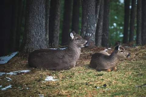 Deer 4K Wallpaper · animals · 3840×2563