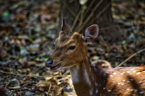 Deer 4K Wallpaper · animals · 3840×2563