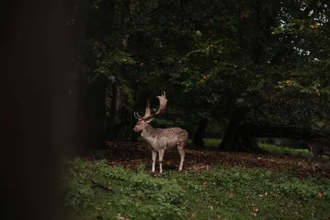 Deer 4K Wallpaper · animals · 3840×2560