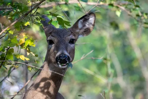 Deer 4K Wallpaper · animals · 3840×2560
