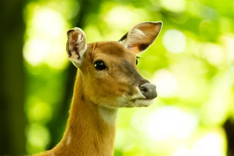 Deer 4K Wallpaper · animals · 3840×2555
