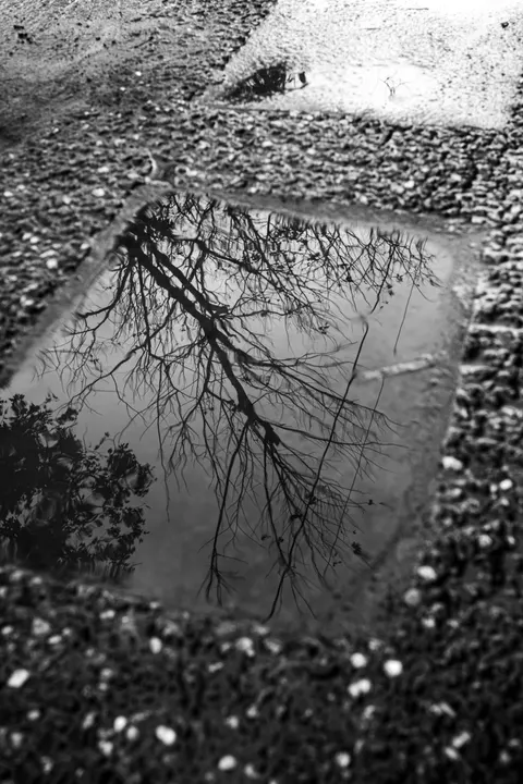 Rain Puddle Phone Wallpaper · rain · 1440×2160