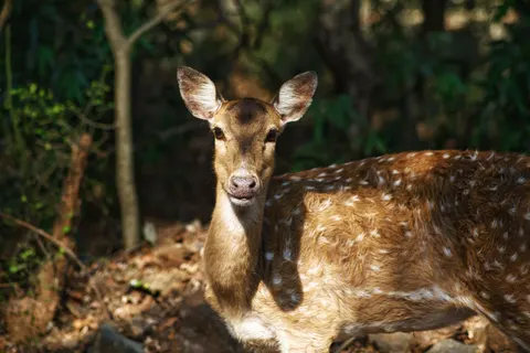 Deer 4K Wallpaper · animals · 3840×2563