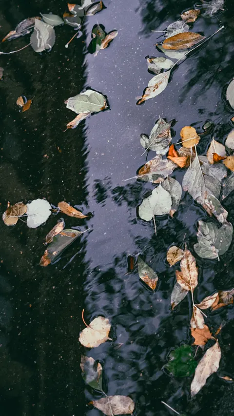 Rain Puddle Phone Wallpaper · rain · 1440×2558