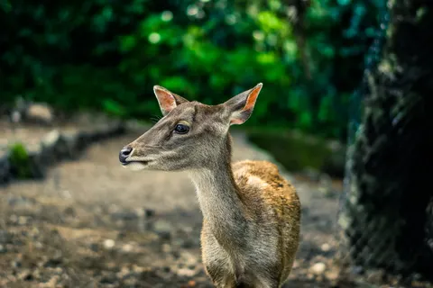 鹿 4K桌布 · animals · 3840×2560