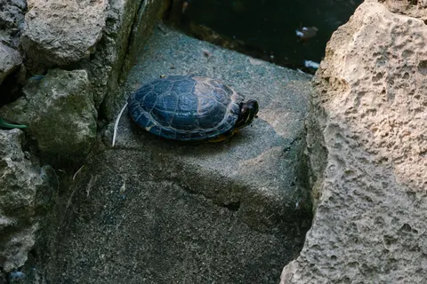 Fond d'écran Tortue de mer 4K · ocean · 3840×2560
