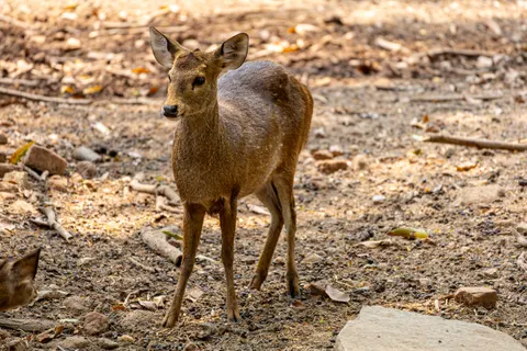Deer 4K Wallpaper · animals · 3840×2560