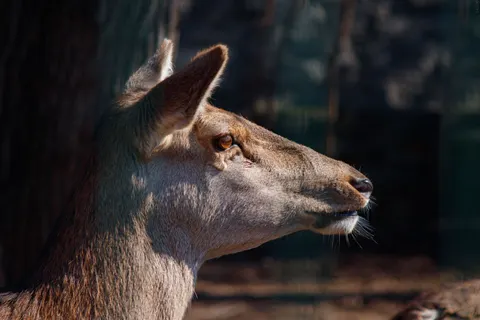 Deer 4K Wallpaper · animals · 3840×2560