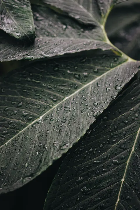 Rain Leaf Phone Wallpaper · rain · 1440×2160