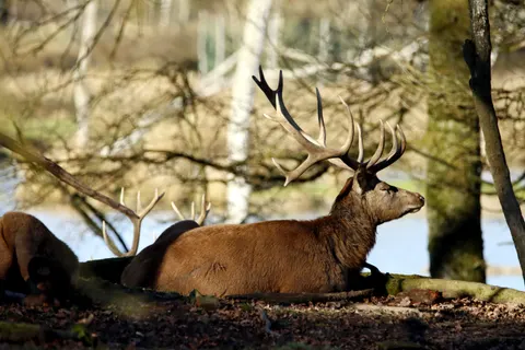 Deer 4K Wallpaper · animals · 3840×2560