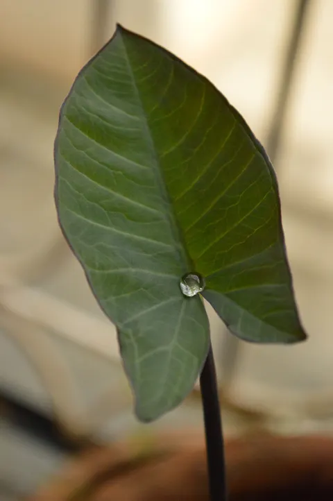 Rain Leaf Phone Wallpaper · rain · 1440×2166