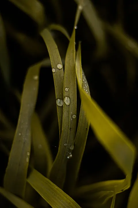 Rain Leaf Phone Wallpaper · rain · 1440×2160
