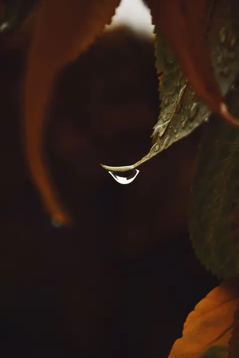 Rain Leaf Phone Wallpaper · rain · 1440×2160