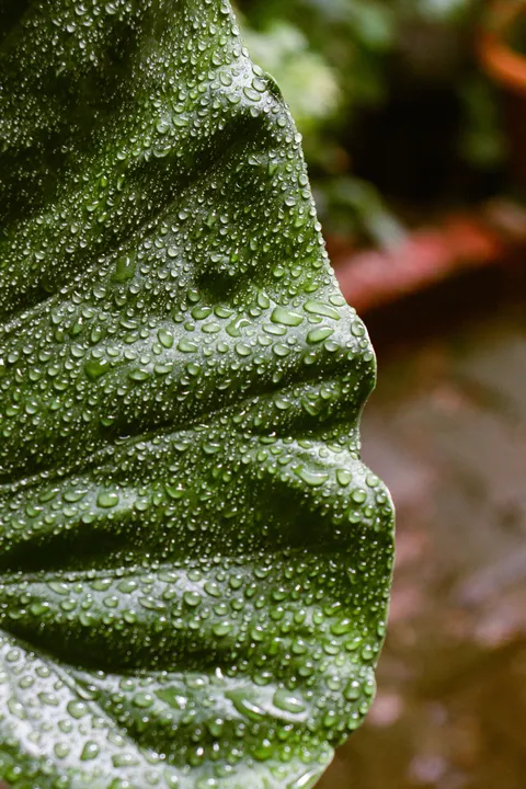 Rain Leaf Phone Wallpaper · rain · 1440×2160