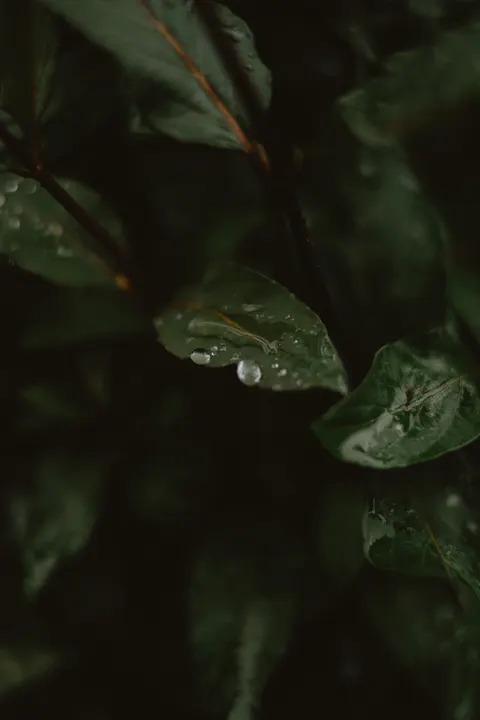 Rain Leaf Phone Wallpaper · rain · 1440×2160