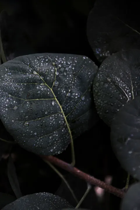 Fond d'écran mobile Feuille sous la Pluie · rain · 1440×2160