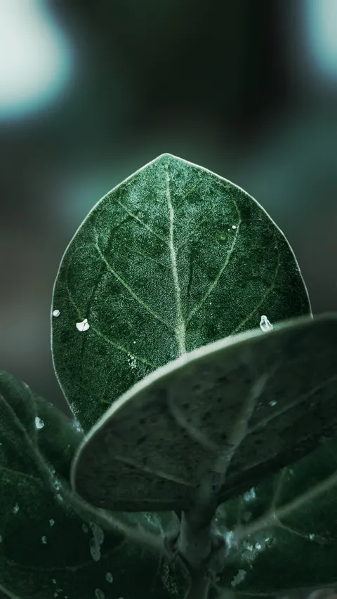 Rain Leaf Phone Wallpaper · rain · 1440×2561