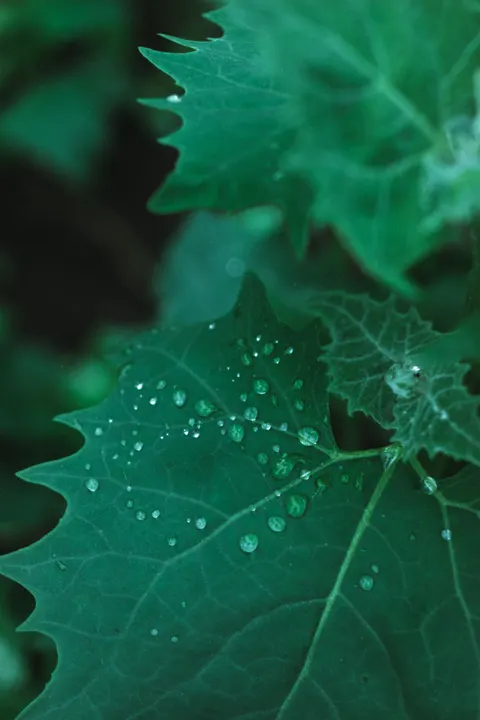 Rain Leaf Phone Wallpaper · rain · 1440×2160