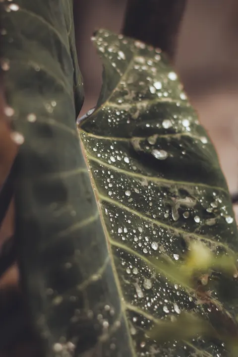 Rain Leaf Phone Wallpaper · rain · 1440×2160