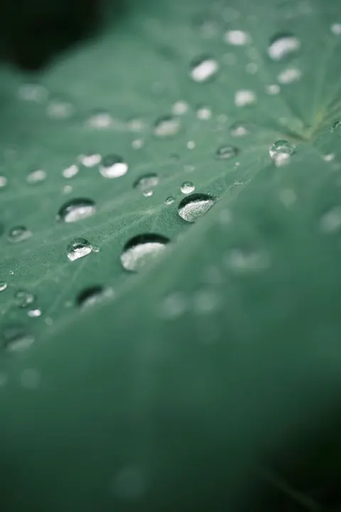 Rain Leaf Phone Wallpaper · rain · 1440×2160