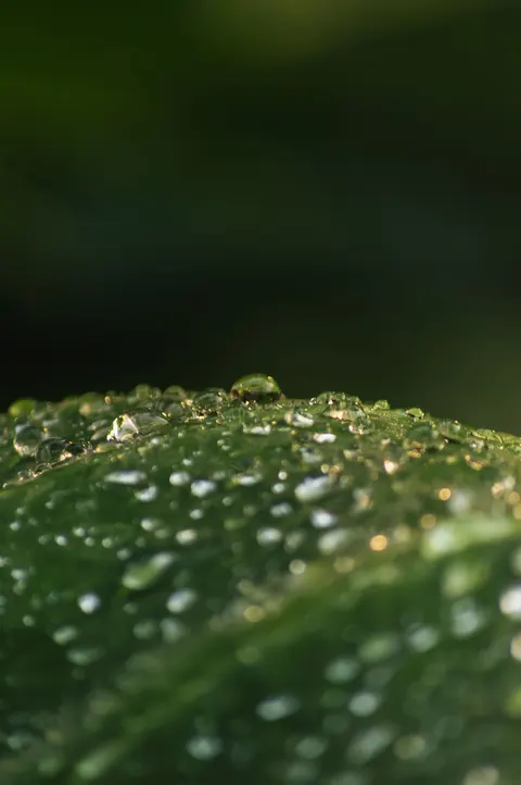 Rain Leaf Phone Wallpaper · rain · 1440×2166