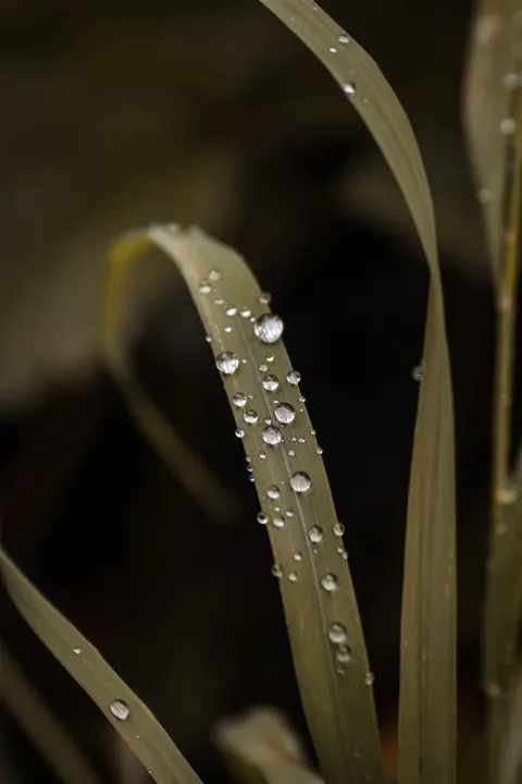 Rain Leaf Phone Wallpaper · rain · 1440×2160