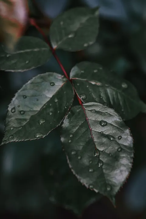 Rain Leaf Phone Wallpaper · rain · 1440×2160