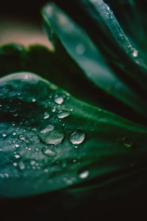 Rain Leaf Phone Wallpaper · rain · 1440×2160