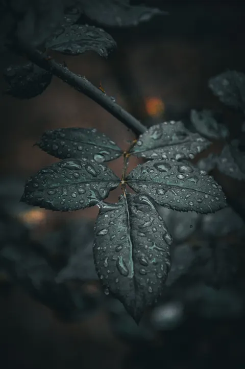 Rain Leaf Phone Wallpaper · rain · 1440×2166