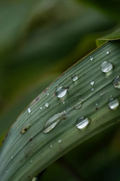 Rain Leaf Phone Wallpaper · rain · 1440×2160