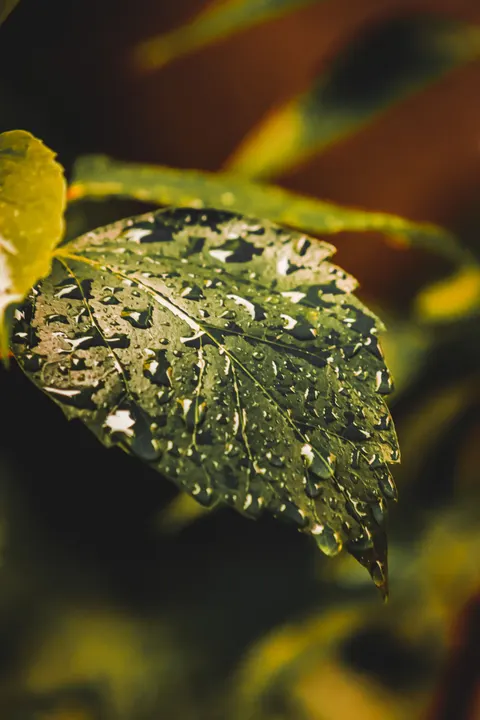 Rain Leaf Phone Wallpaper · rain · 1440×2160