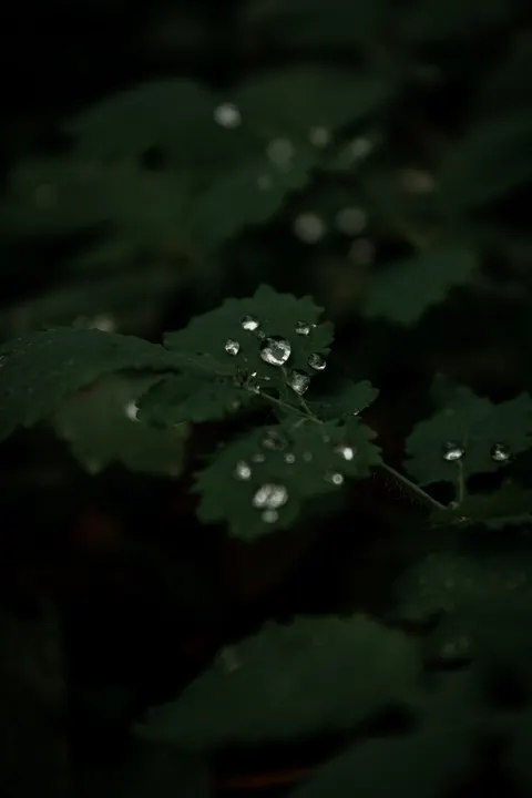 Rain Leaf Phone Wallpaper · rain · 1440×2160