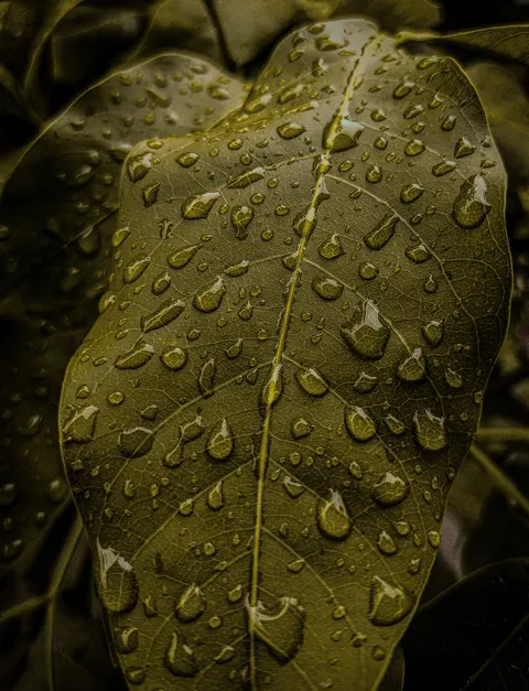 Rain Leaf Phone Wallpaper · rain · 1440×1882